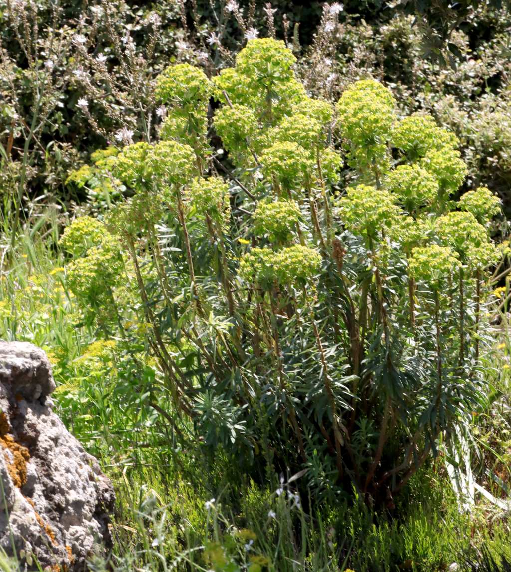 Euphorbia characias